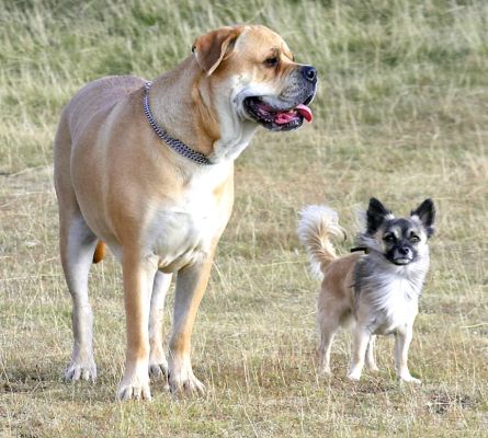 OK, great walk.  We're ready for our dinner now
See the doggie guest book at [url=http://www.dog-hotel.co.uk/Guests] Dog Hotel Blog [/url].
Keywords: Brutus Peepee Bull Mastiff Longhaired Chihuahua