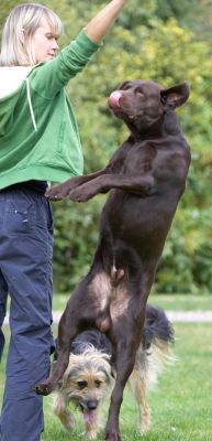 Hmm, while Mylo works for his cookie, I'll search for crumbs
Klíčová slova: Wilson Chocolate Labrador Mylo Cross X
