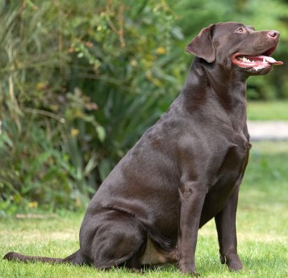 I know, it's rare for me to be sitting so still
Keywords: Mylo Chocolate Labrador