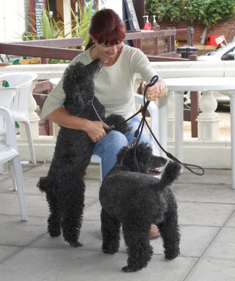 Oh, thank you for this outing
Keywords: Bali India Miniature Poodle Marjorie