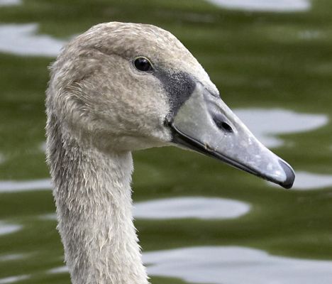 Cygnet head
Ключові слова: Cygnet swan