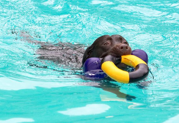 Hey, you can never have enough toys
Schlüsselwörter: Mylo Chocolate Labrador