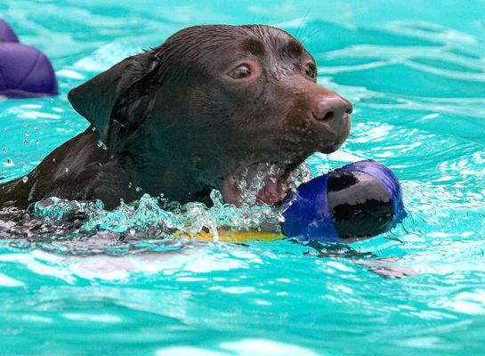 This is me concentrating
Schlüsselwörter: Mylo Chocolate Labrador