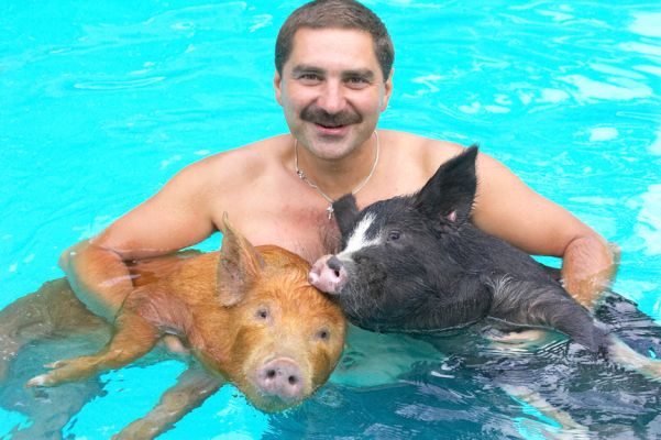 Boy, being swimming stars is exhausting
Ključne besede: Tamworth Berkshire pig Zbigniew Animal Planet Crackers