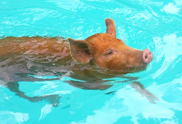 Don't forget to make me look good
Keywords: Tamworth pig Animal Planet Crackers filming