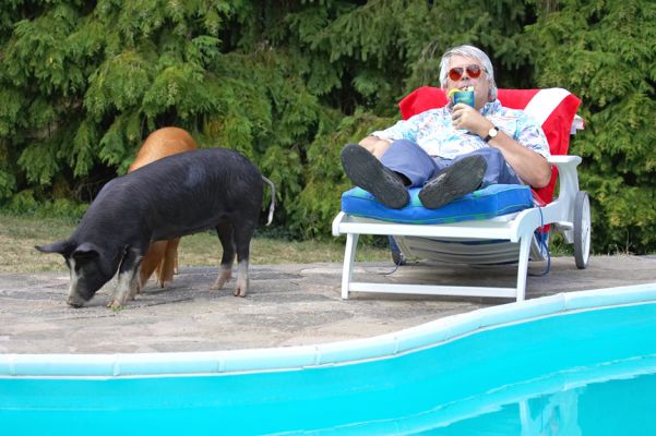 Just a regular afternoon by the swimming pool!
Keywords: Berkshire Tamworth pig Craig Animal Crackers Planet filming