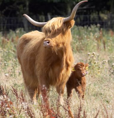 Look at my new baby
Palabras Clave: Kirsty Highland cow calf Animal Planet Crackers film