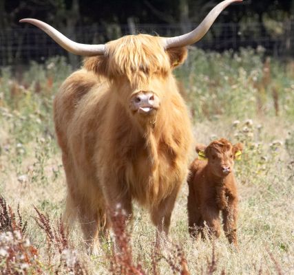 I'm just one proud Momma
Keywords: Kirsty Highland cow calf Animal Planet Crackers film