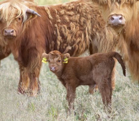 This is my new family
Palabras clave: Highland cattle calf Animal Planet Crackers film