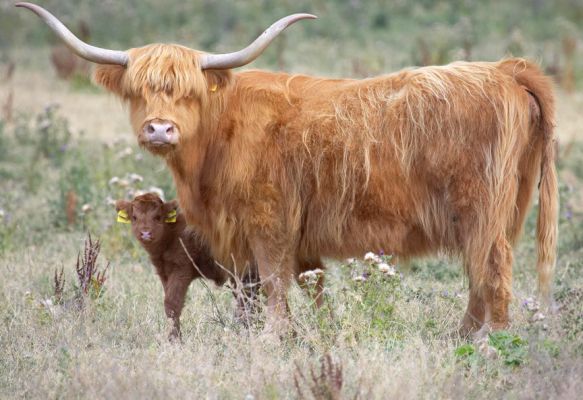 A boy has to stick close to Mom
Λέξεις-κλειδιά: Kirsty Highland cow calf Animal Planet Crackers film