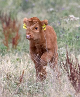 Exploring my new world
Keywords: Highland cattle calf Animal Planet Crackers film