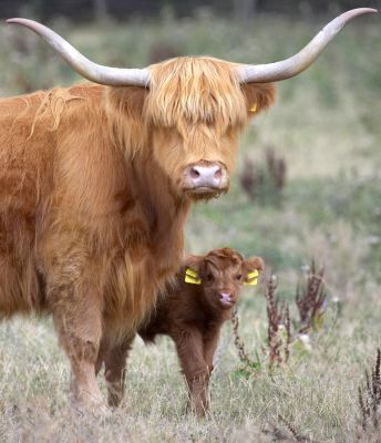 We're just being cautious
Mots-clés: Kirsty Highland cow cattle calf Animal Planet Crackers film