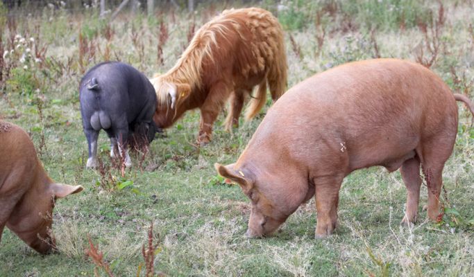 Hey butt out
Ključne besede: Berkshire Tamworth Highland pig cattle steer cow bull boar sow