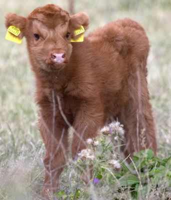 This world is sooooo big
Keywords: Highland cattle calf Animal Planet Crackers film
