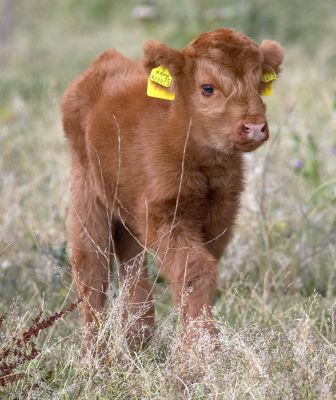 But I think I'll go exploring anyway
Anahtar kelimeler: Highland cattle calf Animal Planet Crackers film