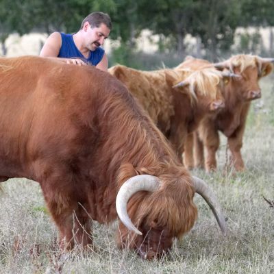 Who says bulls are scary
Palabras clave: Lord Rannoch Zbigniew massage Animal Planet Crackers film Highland cattle