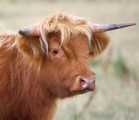 I'm finding all this activity really interesting
Palabras clave: Highland Cattle steer Animal Planet Crackers film