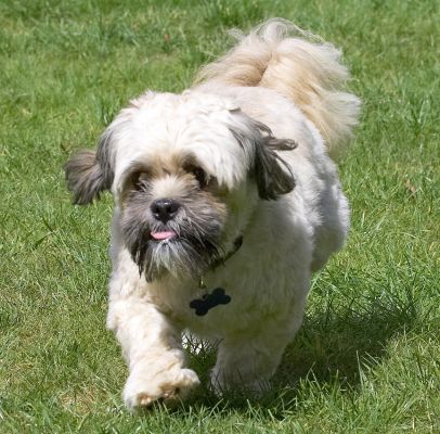I'm such a busy boy
Ključne besede: Trigger Lhasa Apso