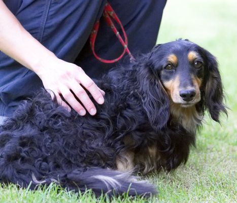 But I'm happy to settle for woman handling
Anahtar kelimeler: Matty Longhaired Daschund
