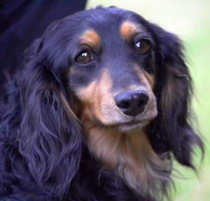 Any ice cream on offer today?
Klíčová slova: Matty Longhaired Daschund