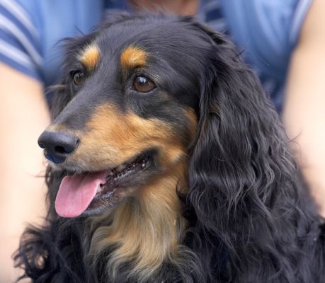 I know, I'm just a hedonist
Ključne besede: Matty Longhaired Daschund