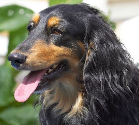 I love a spot in the sun
Ključne besede: Matty Longhaired Daschund