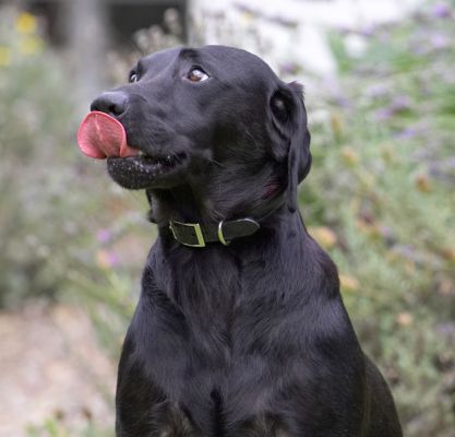 Just lickin' my chops
Palabras clave: Ebony Black Labrador