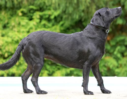 I'm paying attention
الكلمات الإستدلالية(لتسهيل البحث): Ebony Black Labrador