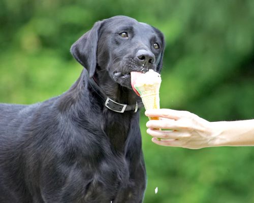 Yippee, ice cream
Schlüsselwörter: Ebony Black Labrador Haddock ice cream