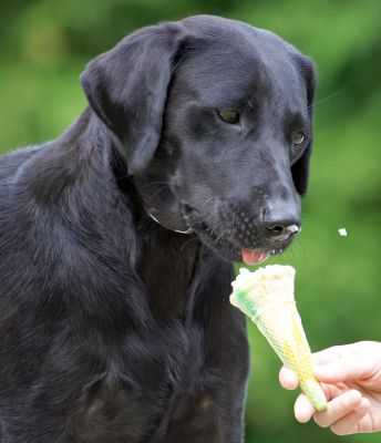 Oh, boy, I'm making a mess of this
Anahtar kelimeler: Ebony Black Labrador haddock ice cream
