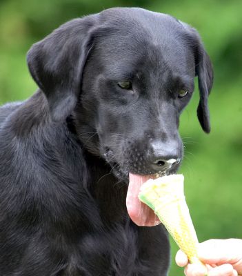 Do you think I can scoop it up in one go?
See the doggie guest book at [url=http://www.dog-hotel.co.uk/guests]Dog Hotel Blog[/url]
Keywords: Ebony Black Labrador haddock ice cream