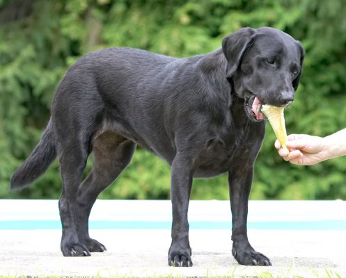 Think I'll go for the big bite
Λέξεις-κλειδιά: Ebony Black Labrador haddock ice cream