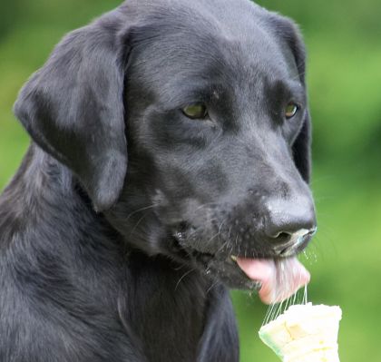 But I can do dainty lickin' as well
الكلمات الإستدلالية(لتسهيل البحث): Ebony Black Labrador haddock ice cream