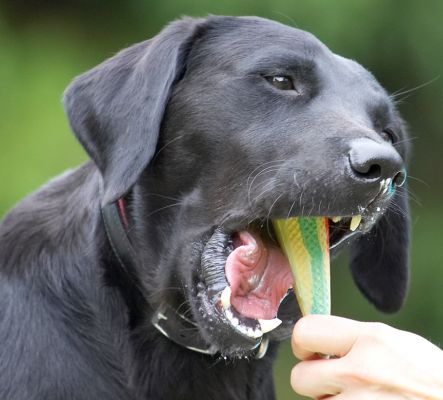 Do you think I can get it all in?
Palabras clave: Ebony Black Labrador haddock ice cream
