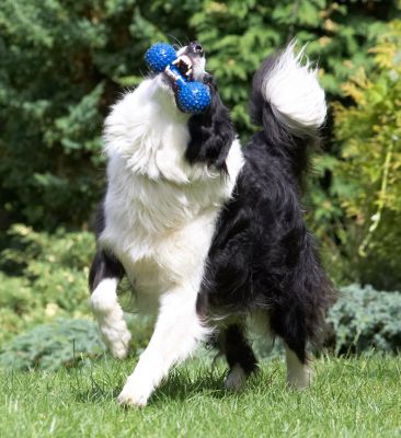 What a catch!
Palabras clave: Ziggy Border Collie
