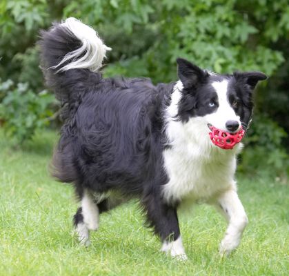 Are you about to throw that barbell?
Schlüsselwörter: Ziggy Border Collie