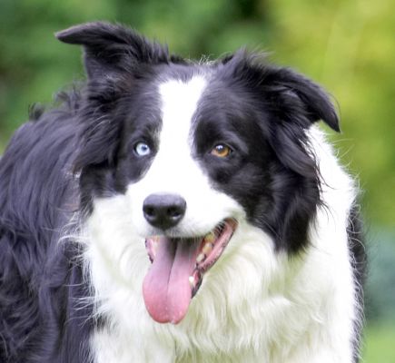 All this ball chasing is hard work
Ključne besede: Ziggy Border Collie tongue