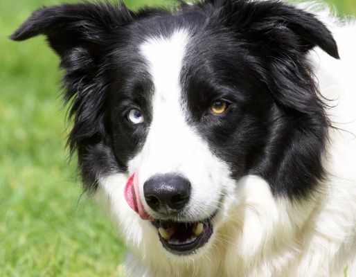 Yum, that was delicious
Schlüsselwörter: Ziggy Border Collie