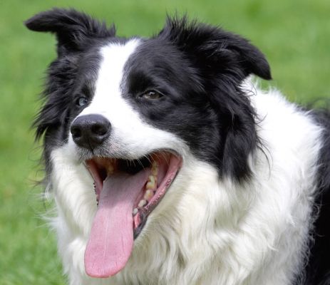 This is just too much excitement for one day
Keywords: Ziggy Border Collie tongue