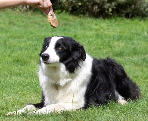 Am I bovvered!
Ключові слова: Ziggy Border Collie