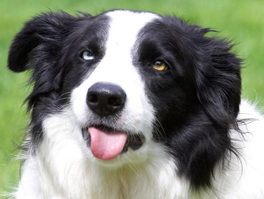 What, you never seen a cross-eyed dog before?
Palabras clave: Ziggy Border Collie tongue