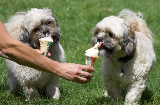 Hey, all kids love ice cream
Anahtar kelimeler: Monte Trigger Lhasa Apso haddock ice cream