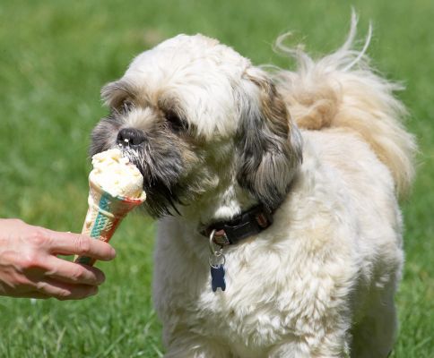 I just love waitress service
Ключевые слова: Trigger Lhasa Apso haddock ice cream