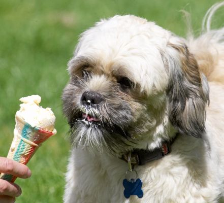 Just hold it there a minute
الكلمات الإستدلالية(لتسهيل البحث): Trigger Lhasa Apso haddock ice cream
