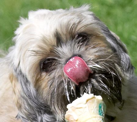 Just gotta get this bit off my nose
Schlüsselwörter: Monte Lhasa Apso haddock ice cream tongue