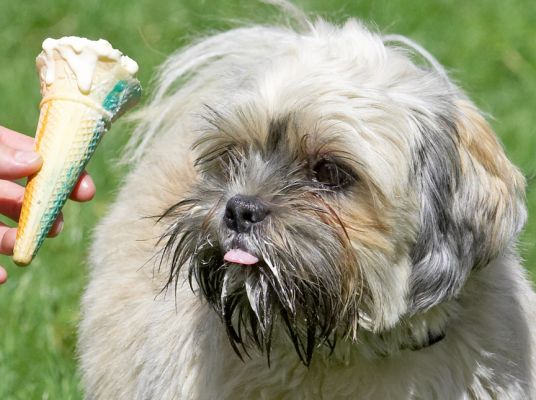 Well bring it down here then
Λέξεις-κλειδιά: Trigger Lhasa Apso haddock ice cream