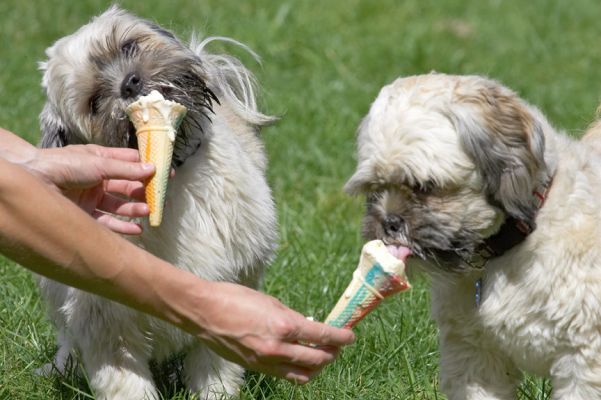 Pure enjoyment
Schlüsselwörter: Monte Trigger Lhasa Apso haddock ice cream
