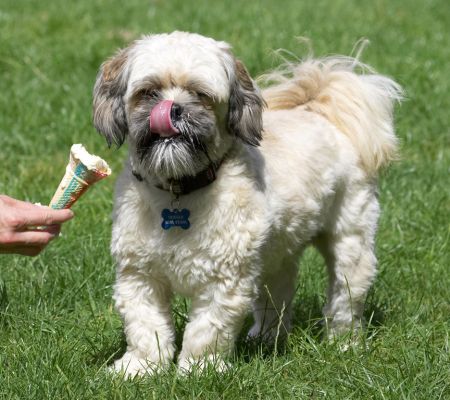 Just need a short break for a clean up
Schlüsselwörter: Trigger Lhasa Apso haddock ice cream tongue