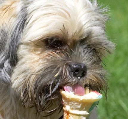 I'm really working at this
Klíčová slova: Monte haddock ice cream Lhasa Apso tongue