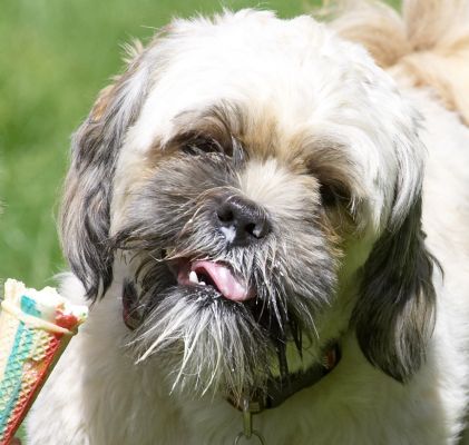 I'm a mucky pup, aren't I?
Anahtar kelimeler: Trigger Lhasa Apso haddock ice cream tongue